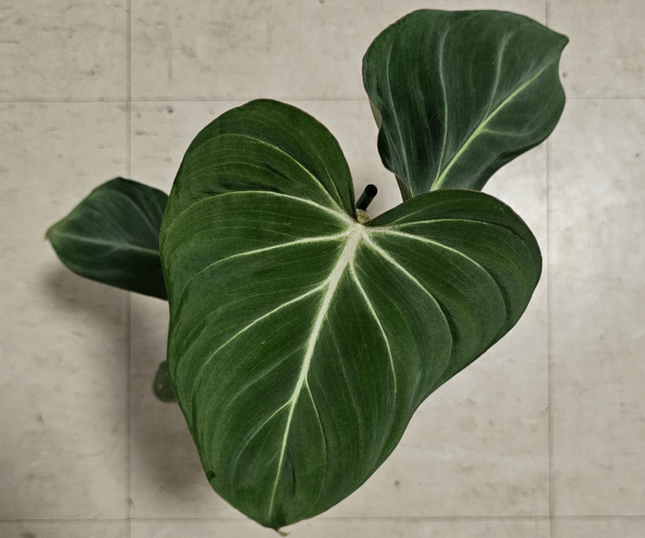 filodendro Glorioso (Philo Gloriosum); Pequeño (M12) | Vegago Chile