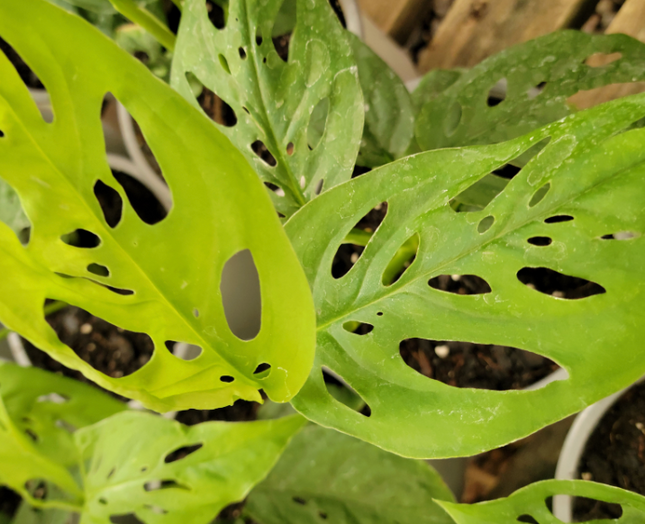 Monstera Esqueleto (Philo Monstera Esqueleto); Pequeño (M12) | Vegago Chile