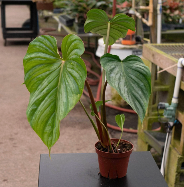 Homalomena Rubescens (Philo Pastazanum Silver); Pequeño (M13) | Vegago Chile