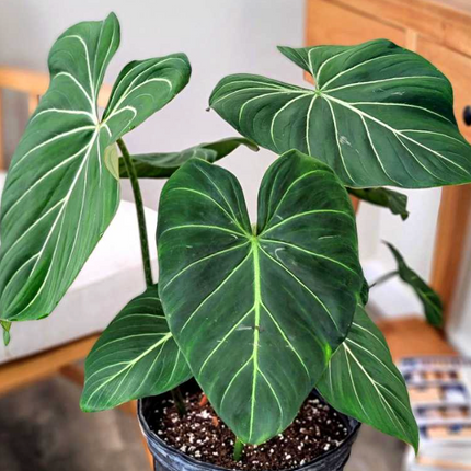 filodendro Glorioso (Philo Gloriosum); Pequeño (M12) | Vegago Chile
