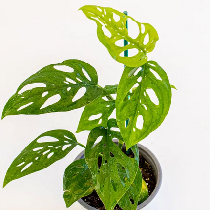 Monstera Esqueleto (Philo Monstera Esqueleto); Pequeño (M12) | Vegago Chile