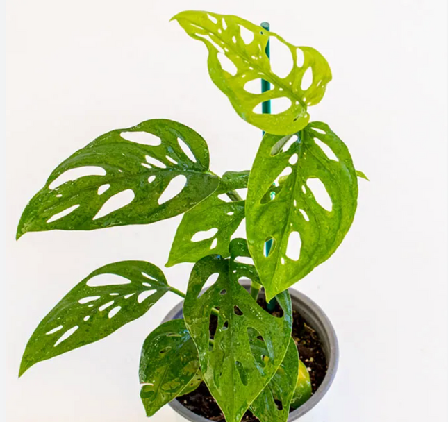 Monstera Esqueleto (Philo Monstera Esqueleto); Pequeño (M12) | Vegago Chile