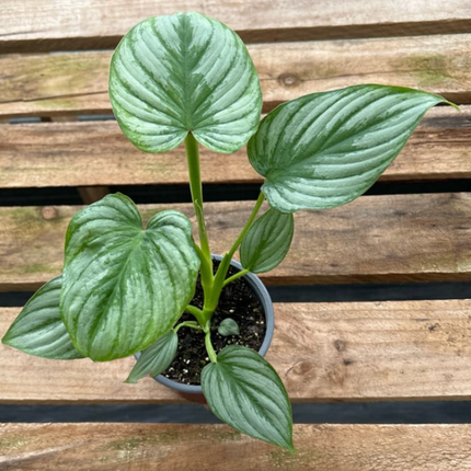 Homalomena Rubescens (Philo Pastazanum Silver); Pequeño (M13) | Vegago Chile