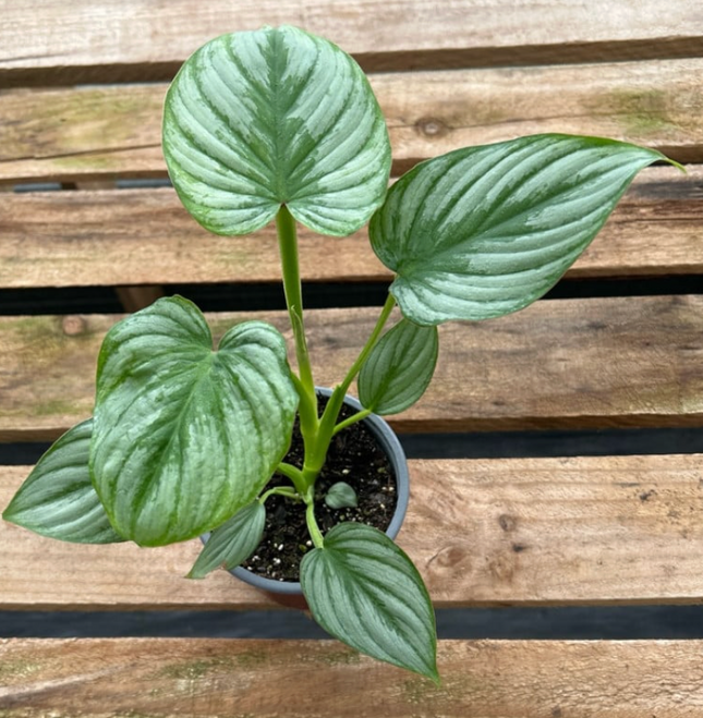 Homalomena Rubescens (Philo Pastazanum Silver); Pequeño (M13) | Vegago Chile