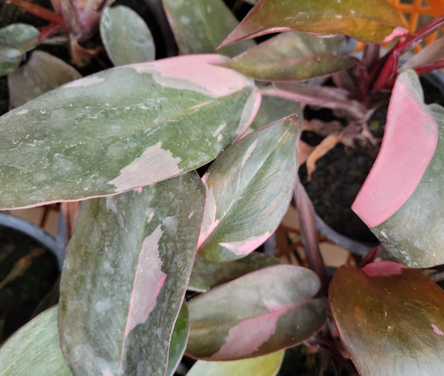 Princesa Rosada (Philo Pink Princess) | Vegago Chile