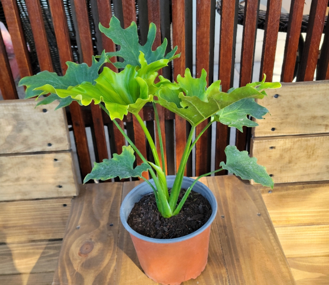 Filodendro Hope (Philo Selloum Hope); Mediano Plus (M17) | Vegago Chile