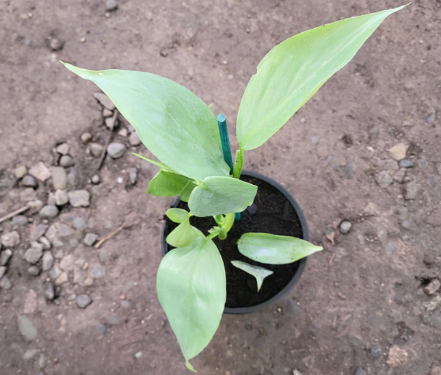 Espada De Plata (Philo Silver Sword)| Vegago Chile