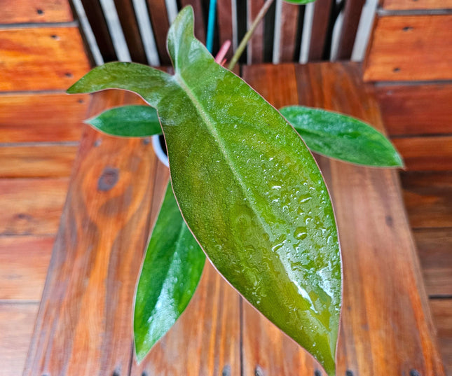 Philodendron-Florida-Bronze