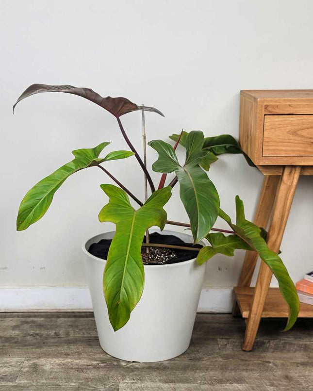 Philodendron-Florida-Bronze