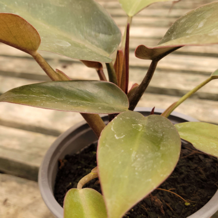 Philodendron Imperial Red (planta juvenil).