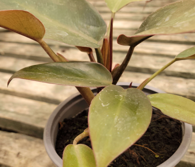 Philodendron Imperial Red (planta juvenil).