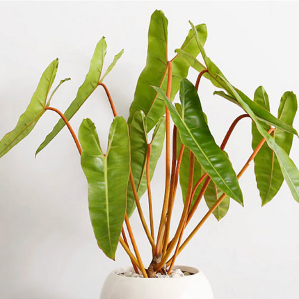 Philodendron billietiae