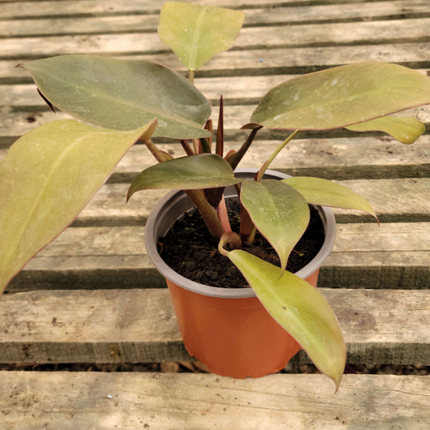 Philodendron erubescens – variedad tipo Red Emerald (planta joven)