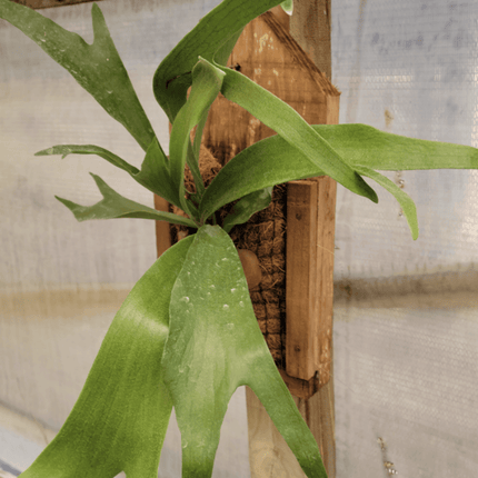 Cuerno de Alce (Platycerium) | Vegago Chile