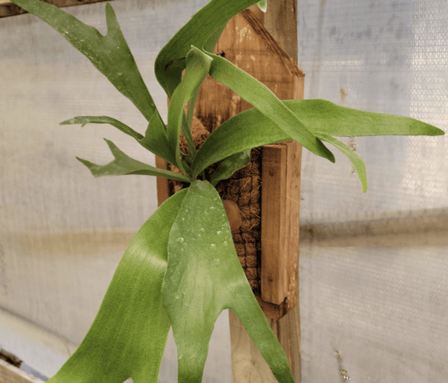 Cuerno de Alce (Platycerium) | Vegago Chile