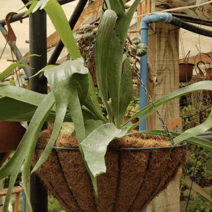 Cuerno de Alce (Platycerium) | Vegago Chile