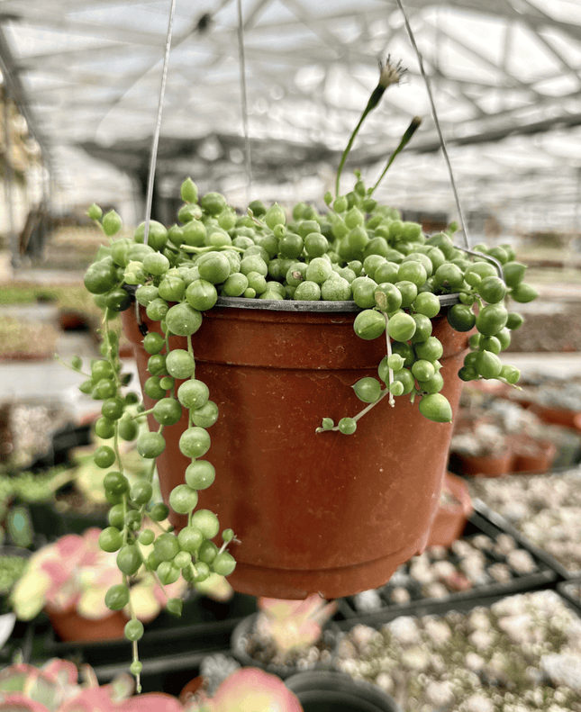 Rosario | Vegago Chile
