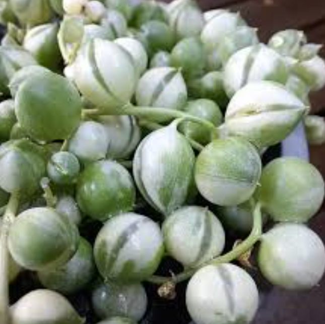 Rosario Variegado Colgante ; Mediano (C15) | Vegago Chile