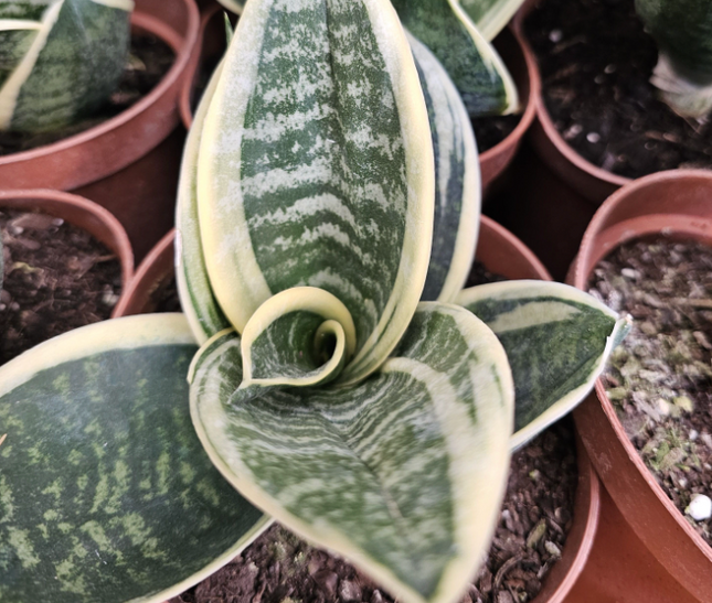 Lengua de Suegra (Sansevieria hahnii) | Vegago Chile
