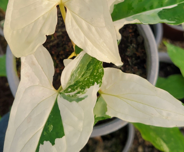 Singonio Variegado| Vegago Chile