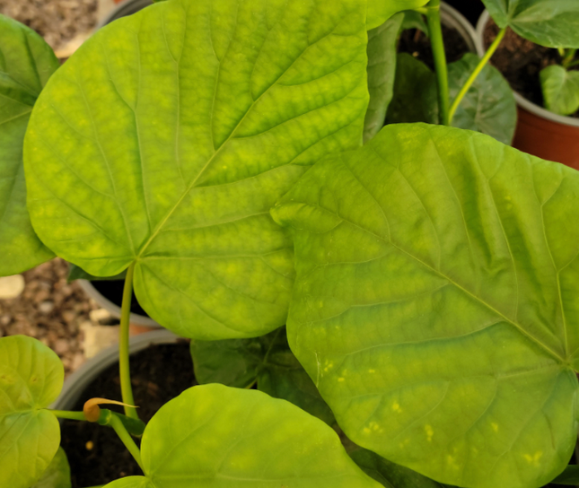 Umbellata-Higo-Ficus-Umbellata-Vegago-Chile