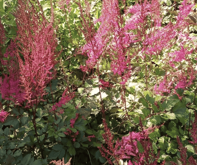 Astilbe importado | Vegago Chile