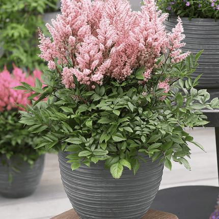 Astilbe importado | Vegago Chile2