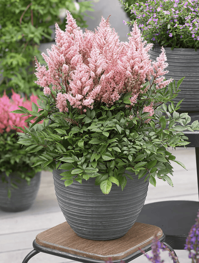 Astilbe importado | Vegago Chile2