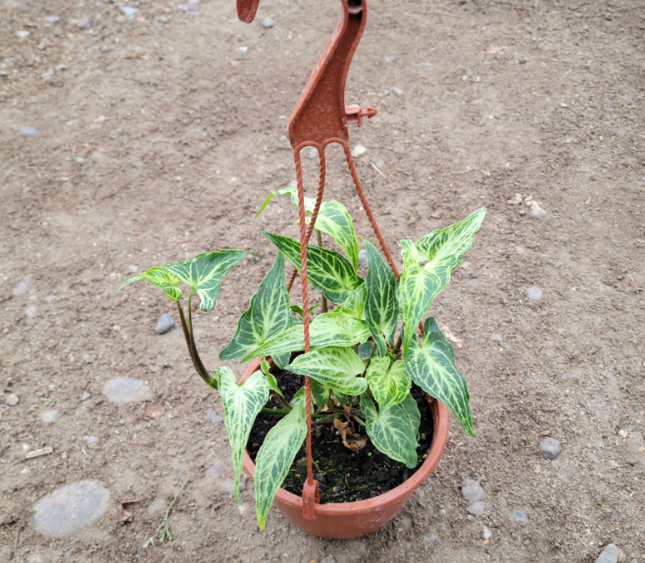 Pie de Ganzo (Singonio Podophyllium Batik) ; Pequeña (M13) | Vegago Chile