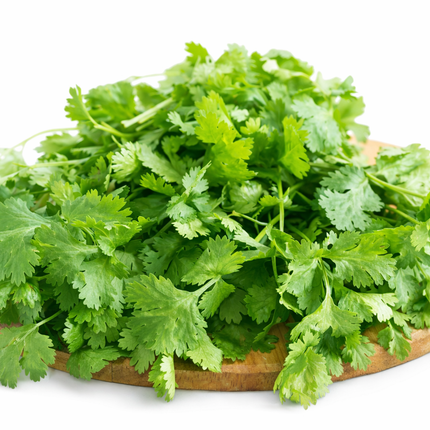 Cilantro