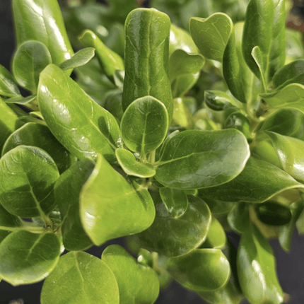 Coprosma verde | Vegago Chile