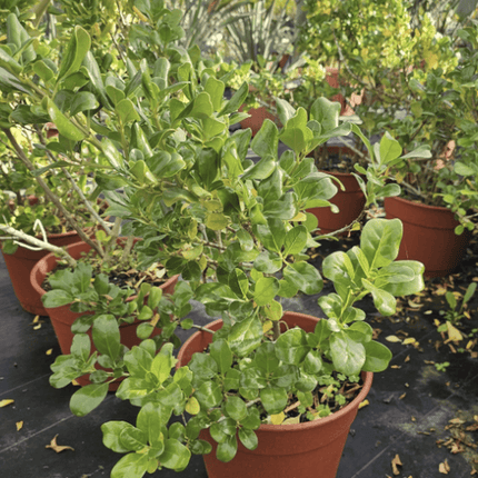 Coprosma verde | Vegago Chile1