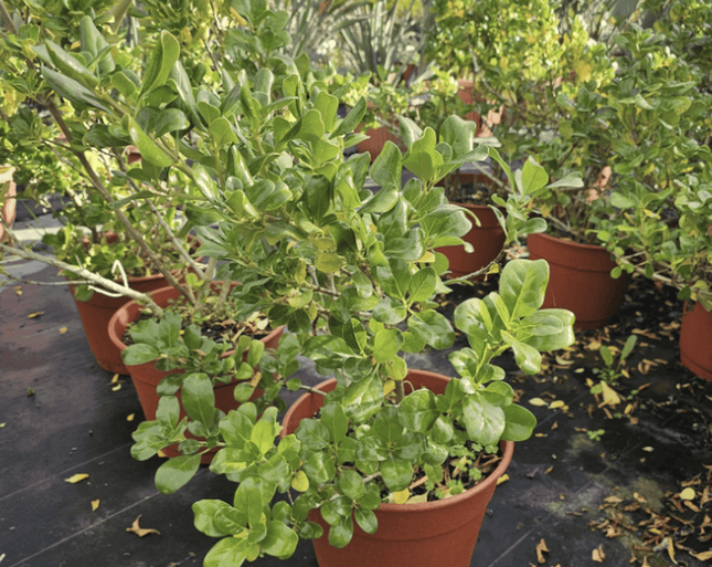 Coprosma verde | Vegago Chile1