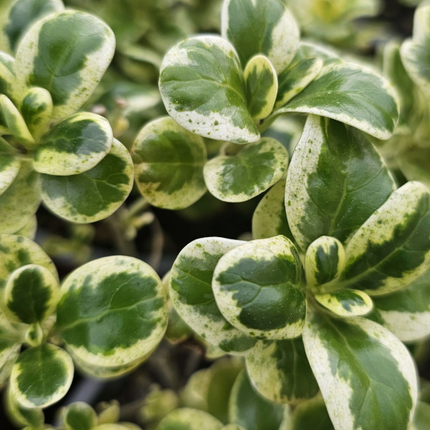 Coprosma Var; Mediana Plus (M17)  | Vegago Chile