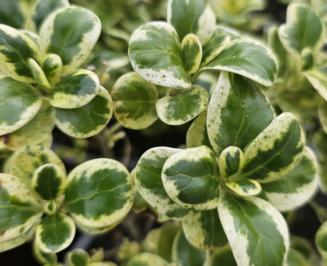 Coprosma Var; Mediana Plus (M17)  | Vegago Chile