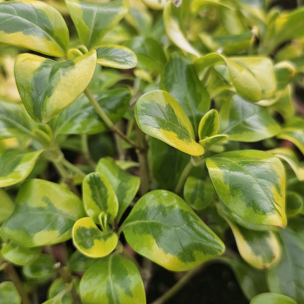 Coprosma Var Amarillo, Mediano Plus (M21)  | Vegago Chile