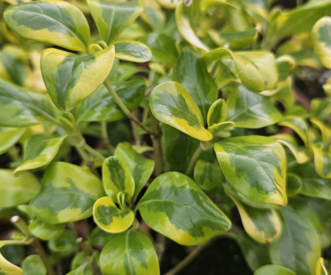 Coprosma Var Amarillo, Mediano Plus (M21)  | Vegago Chile