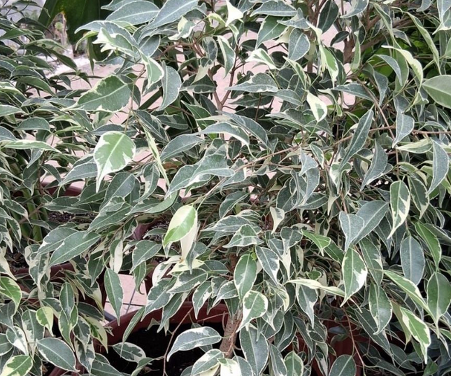 Ficus Var  | Vegago Chile