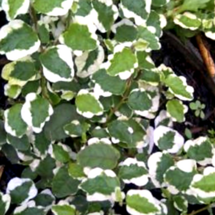 Ficus Trepador (Ficus Repens); Pequeño (M10)  | Vegago Chile