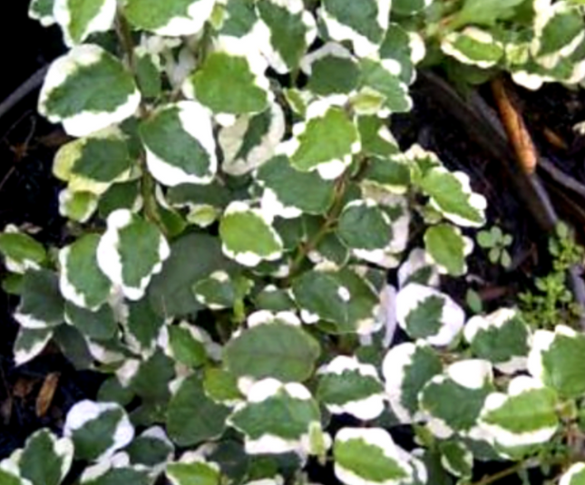 Ficus Trepador (Ficus Repens); Pequeño (M10)  | Vegago Chile
