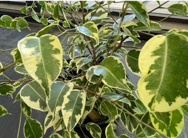 Ficus Var  | Vegago Chile