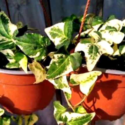Hiedra Híbrida Colgante ; Mediana Plus (C20)  | Vegago Chile