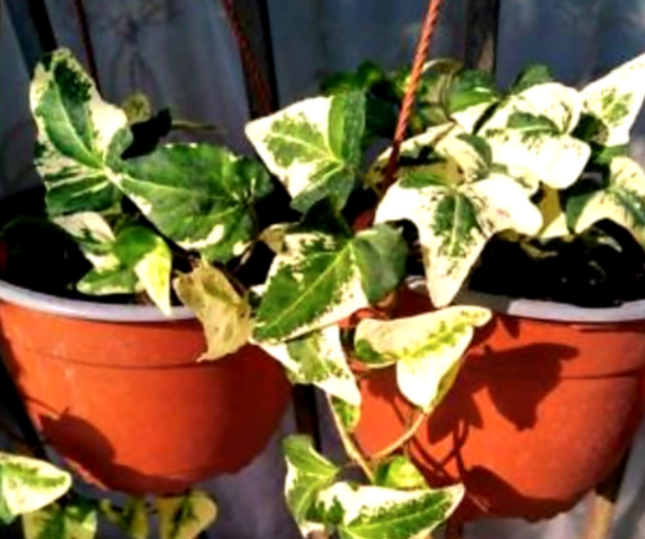 Hiedra Híbrida Colgante ; Mediana Plus (C20)  | Vegago Chile