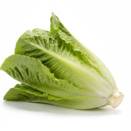 lechuga costina con fondo blanco estricto