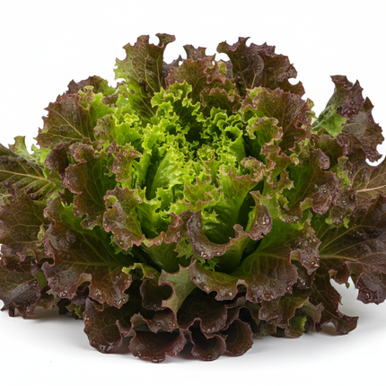 lechuga lollo con fondo blanco