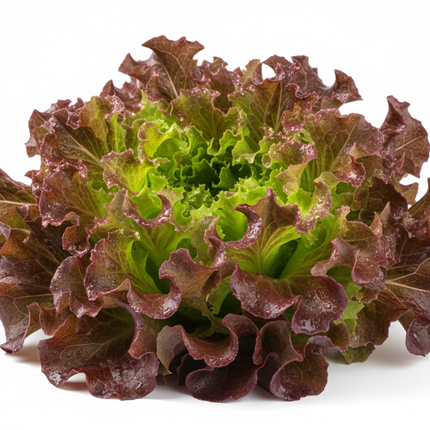 lechuga lolo rosa