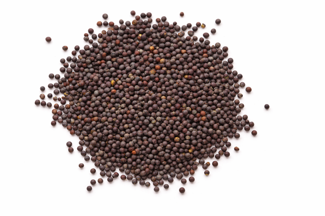 Semilla Mostaza Negra 100 gramos | Vegago Chile