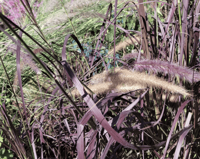Rabo de gato (Pennisetum rubra) | Vegago Chile