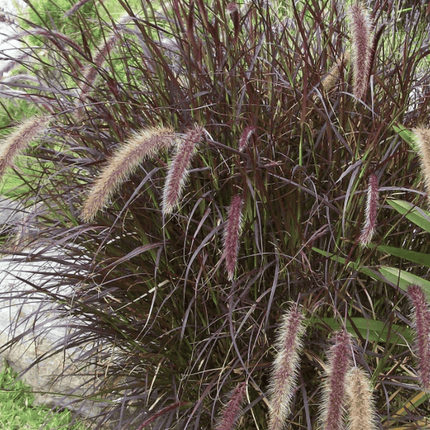 Rabo de gato (Pennisetum rubra) | Vegago Chile