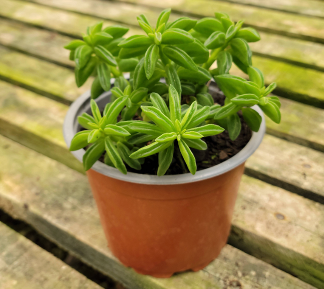 Quesadillita (Peperomia Nivalis)  | Vegago Chile